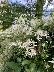 Clematis flammula