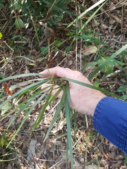 Acacia maidenii