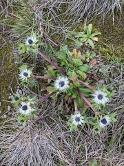 Eryngium carlinae