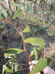 Acacia leiocalyx