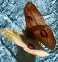Hylesia subaurea