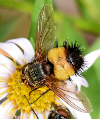 Protodejeania echinata