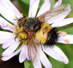 Protodejeania echinata