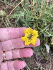 Berlandiera lyrata