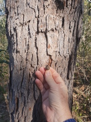 Corymbia intermedia
