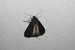 Euxoa velleripennis