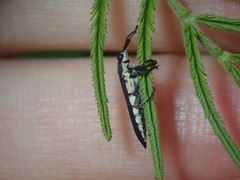 Rhinotia