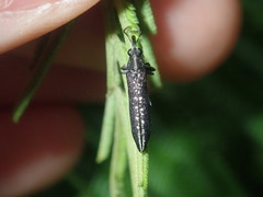 Rhinotia