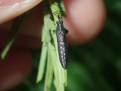 Rhinotia
