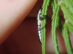 Rhinotia