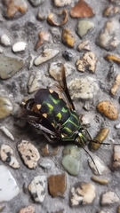 Tetrarthria variegata