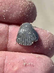 Anadara brasiliana