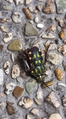 Tetrarthria variegata