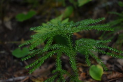 Dendrolycopodium dendroideum