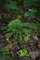 Dendrolycopodium dendroideum