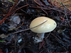 Amanita toxica