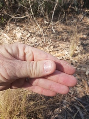 Enteropogon unispiceus