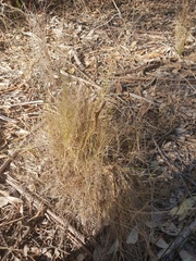 Enteropogon unispiceus