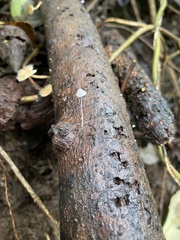 Mycena tenerrima