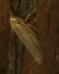 Exitianus exitiosus