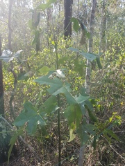 Brachychiton acerifolius