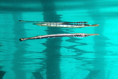 Tylosurus crocodilus