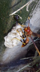 Aphanilopterus