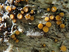 Scutellinia erinaceus