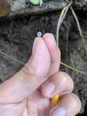 Mycena tenerrima