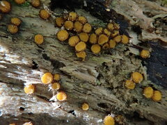 Scutellinia erinaceus