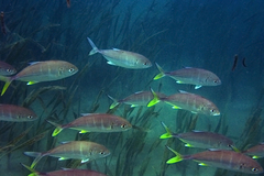 Caranx