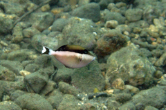 Canthigaster callisterna