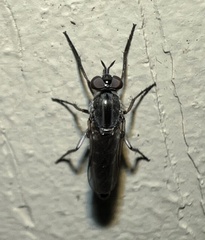 Ozodiceromyia