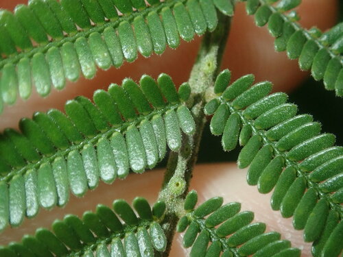 Image of Acacia parramattensis by (c) Thomas Mesaglio, some rights reserved (CC BY)