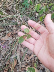 Desmodium rhytidophyllum