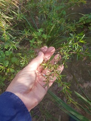 Leptospermum polygalifolium