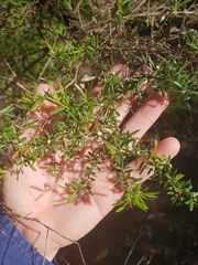 Leptospermum polygalifolium