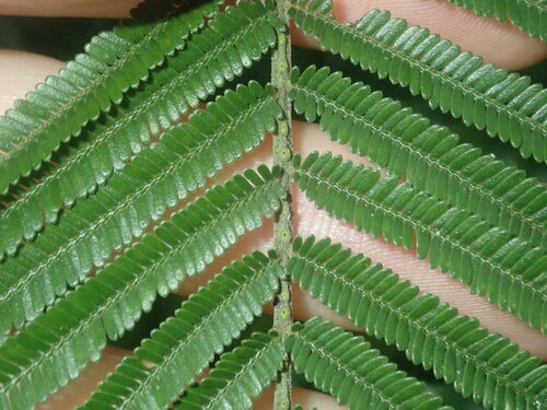 Image of Acacia parramattensis by (c) Thomas Mesaglio, some rights reserved (CC BY)