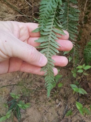 Blechnum parrisiae