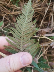 Blechnum parrisiae
