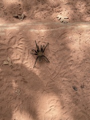 Aphonopelma