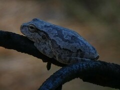Hyla femoralis