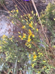 Gutierrezia sarothrae