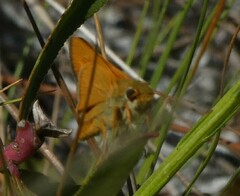 Hesperia meskei straton