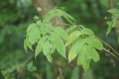 Sambucus racemosa