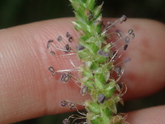 Plantago myosuros