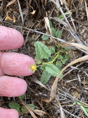 Rhynchosida physocalyx