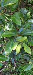 Cinnamomum camphora