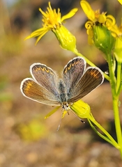 Plebejus anna