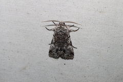 Sympistis chionanthi